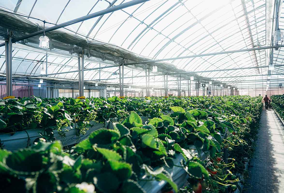 Strawberry-Farms-1175x800